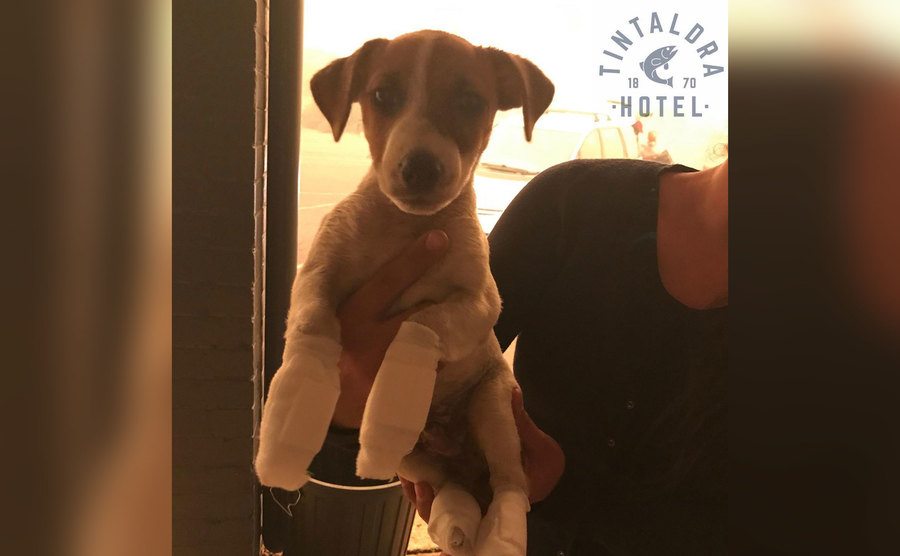 The puppy after its rescue. 