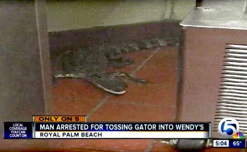 Footage of the alligator crawling around the Wendy’s floor.