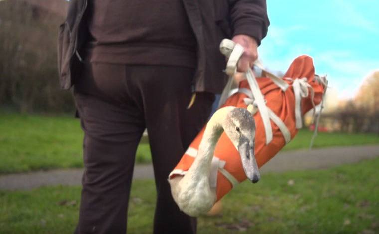 Geoff Grewcock prepares to release the swan into the wild.