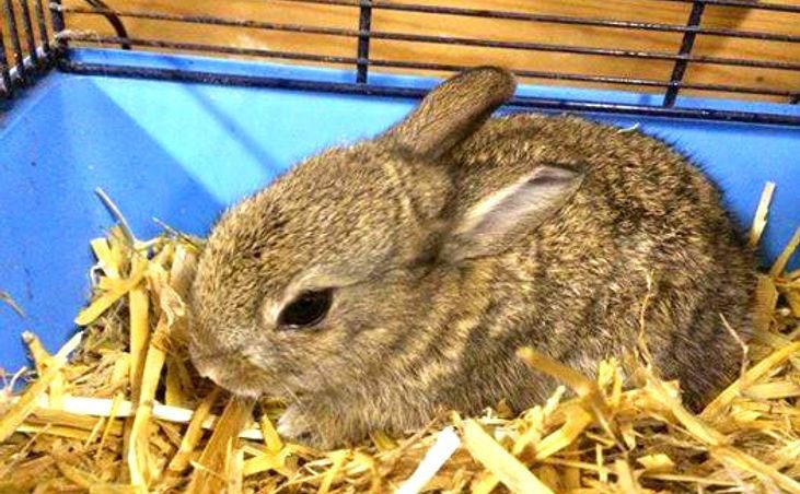 Rosie the bunny is in her cage.