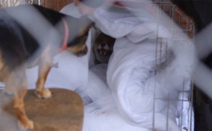 Rave the fox in her cage as she arrives at the sanctuary.