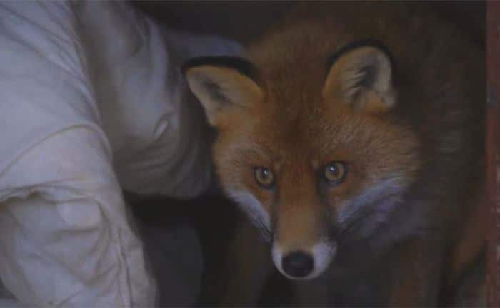 A fox arrives at the sanctuary.