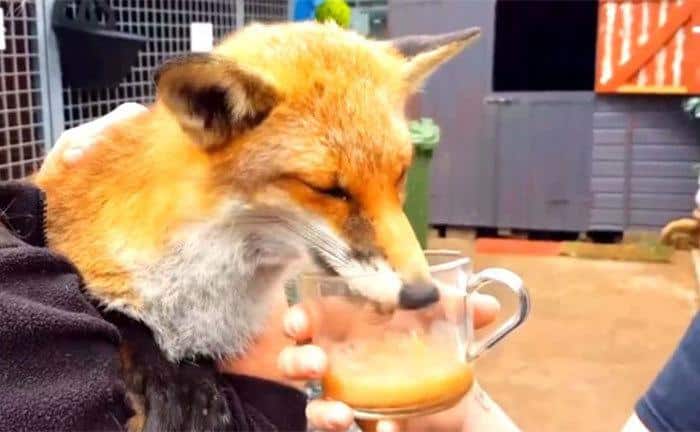 Sanctuary workers are taking care of the fox.