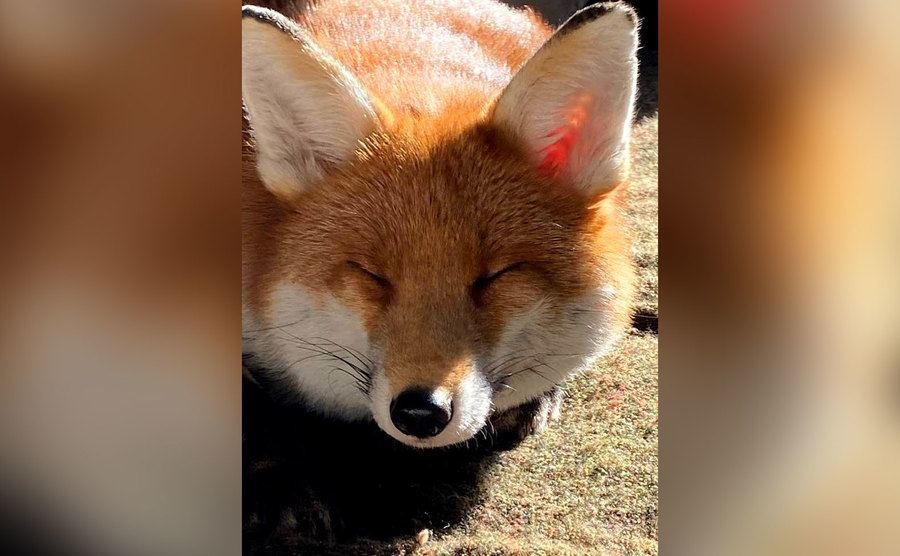 Woody the fox is taking anap.