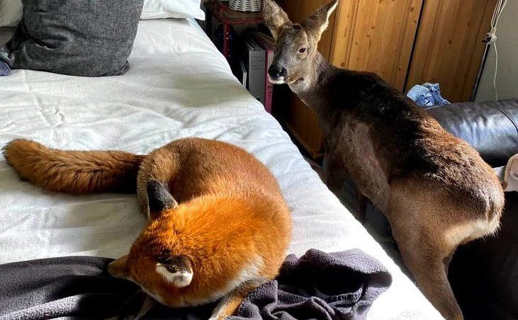 Woody and Bramble hang out in the bedroom.