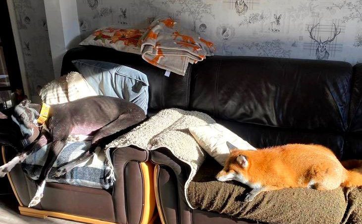 Orla and Woody are laying on the couch.