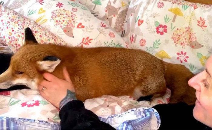 Woody the fox is resting with his owners.