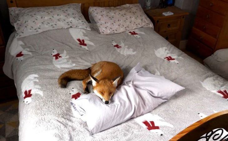 Woody is sleeping on the bed.