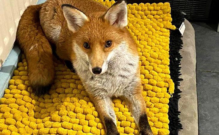 A photo of Woody the fox.