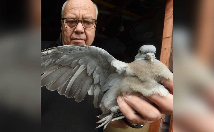 Geoff Grewcock holds a womnded bird in his hand.