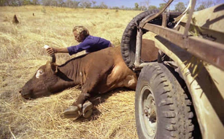 Rod Ansell tends to his cows.