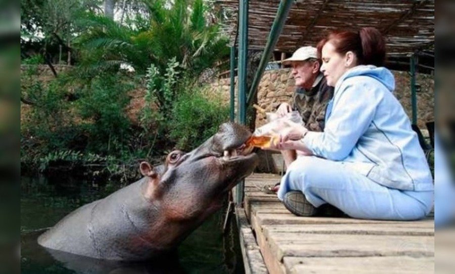 Tonie and Shirley Joubert with Jessica the Hippo
