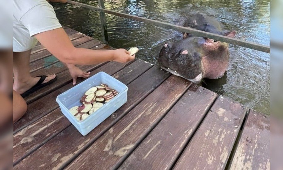 A guest is feeding Jessica on the banks of Blyde River