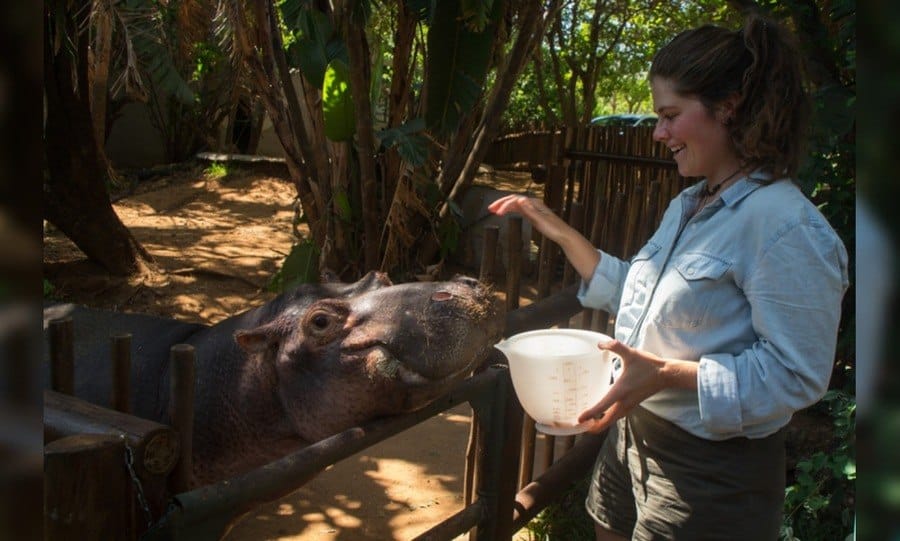 Jessica the Hippo is getting food to eat