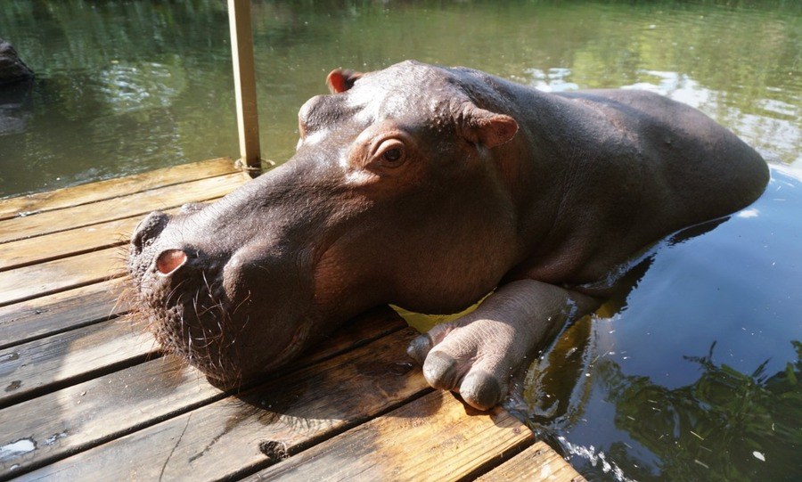 Jessica the Hippo in the Lake