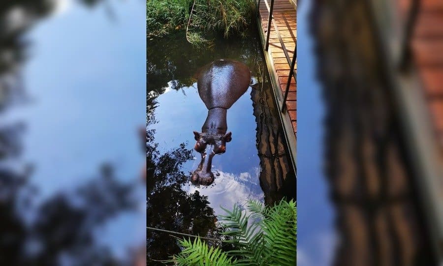 Jessica the Hippo in the water