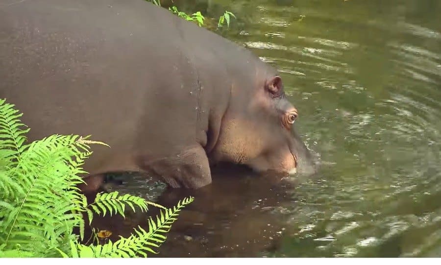 Jessica entering the water