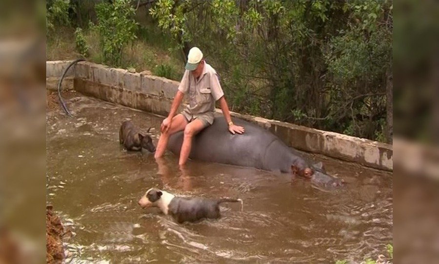 Jessica the Hippo and Tonie