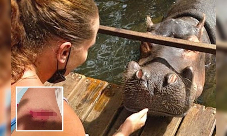 Natasha Vrany says a hippo 'threw her around like a rag doll'