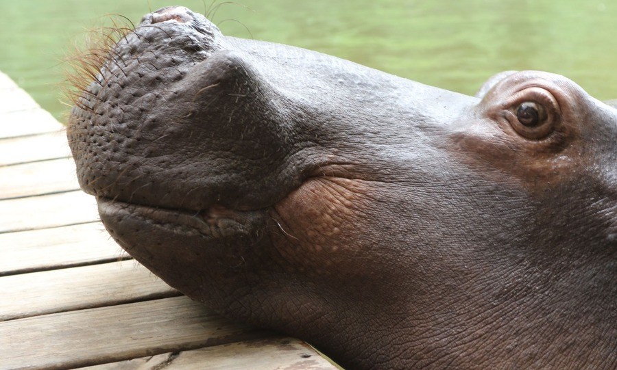 Jessica the Hippo up close