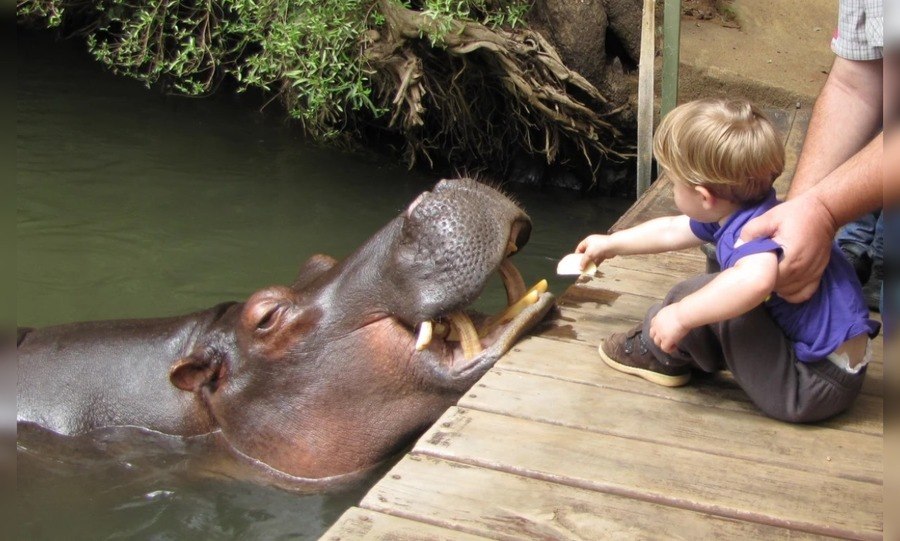 Feeding Jessica the Hippo