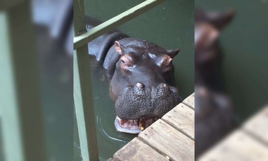 Jessica the Hippo